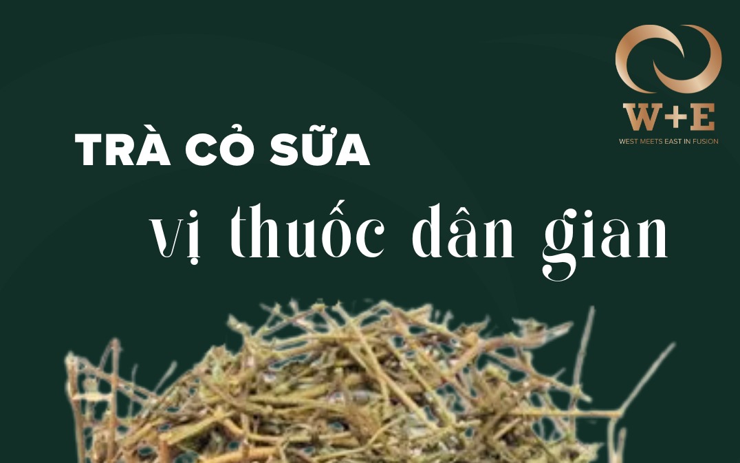 Cỏ sữa: Vị thuốc quý ven đường