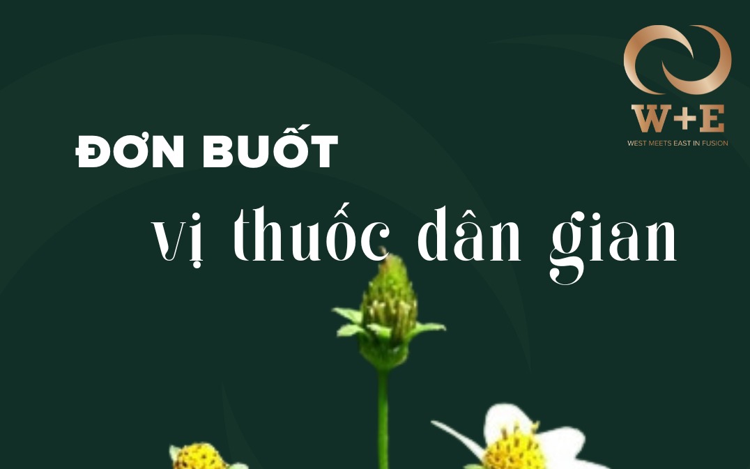 Đơn buốt: Vị thuốc quý chữa rắn cắn từ Đông y