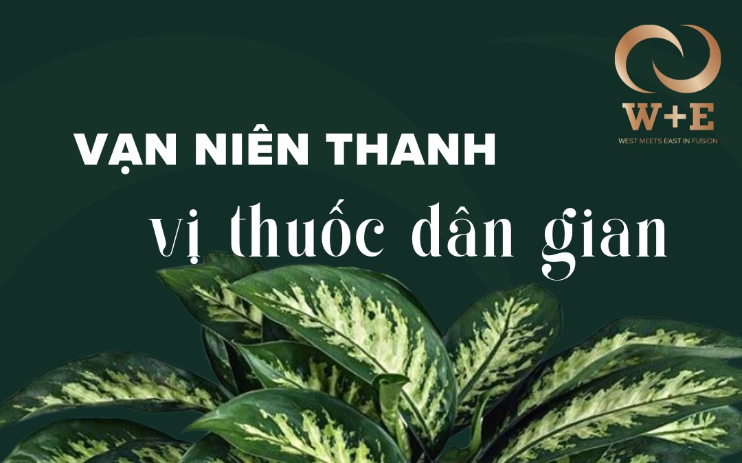 Vạn niên thanh: Loài cây cảnh có tác dụng thanh nhiệt giải độc