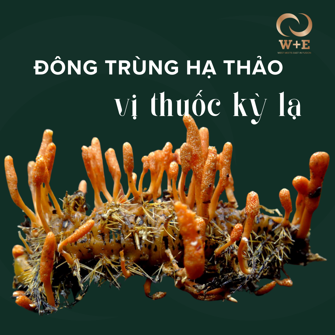 dong trung ha thao