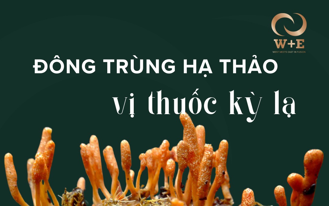 Ai nên dùng rượu đông trùng hạ thảo?