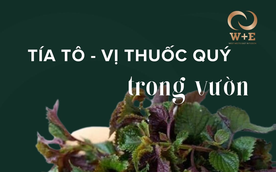 Uống nước tía tô thay nước lọc được không?