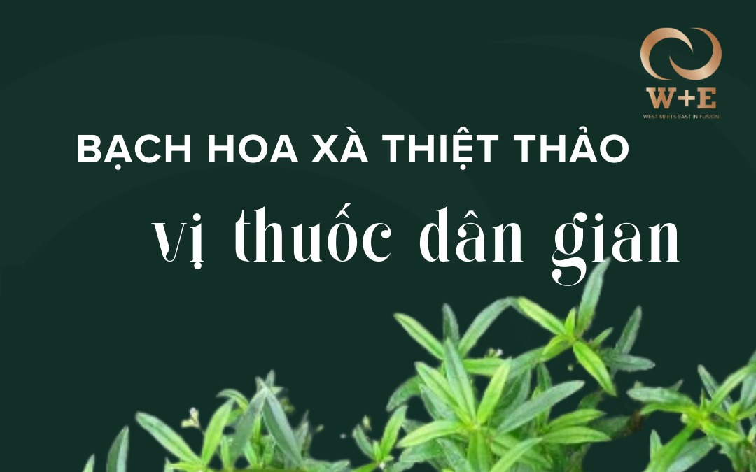 Cây bạch hoa xà thiệt thảo có tác dụng gì?