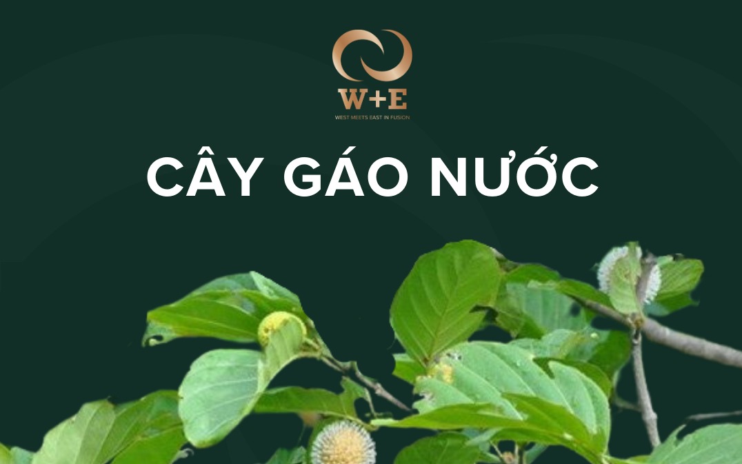 Công dụng bất ngờ của cây gáo nước