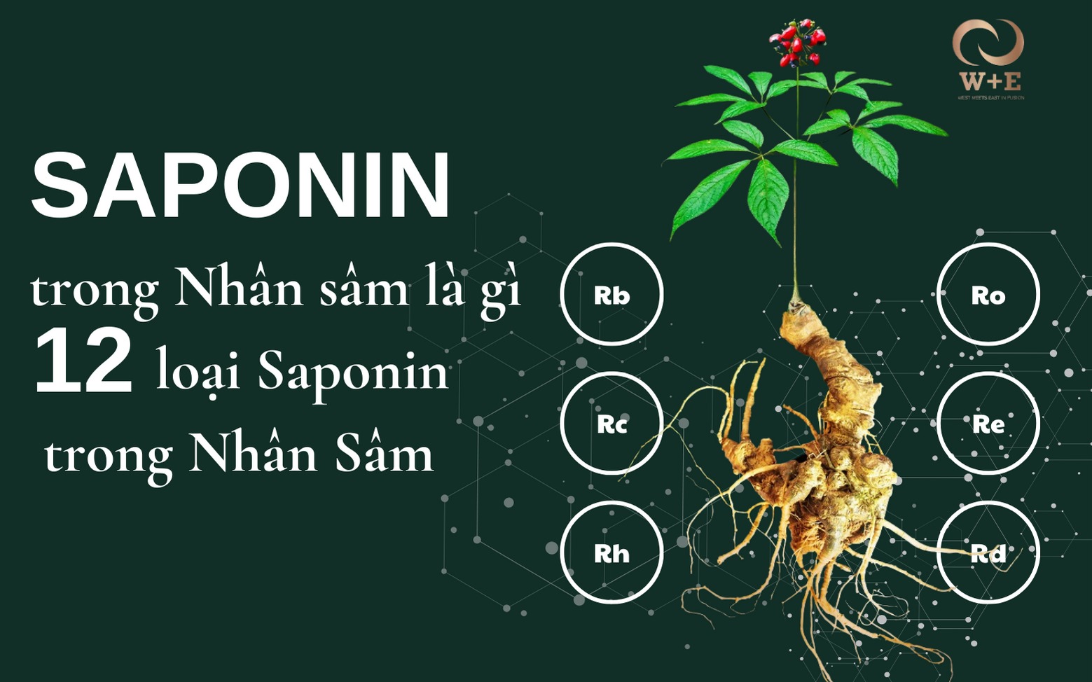 Saponin trong Nhân sâm là gì và 12 loại Saponin trong Nhân Sâm