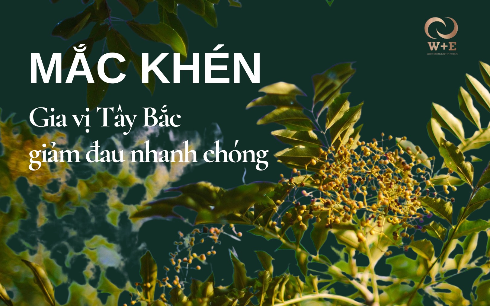 Cây mắc khén –Gia vị Tây Bắc giảm đau nhanh chóng